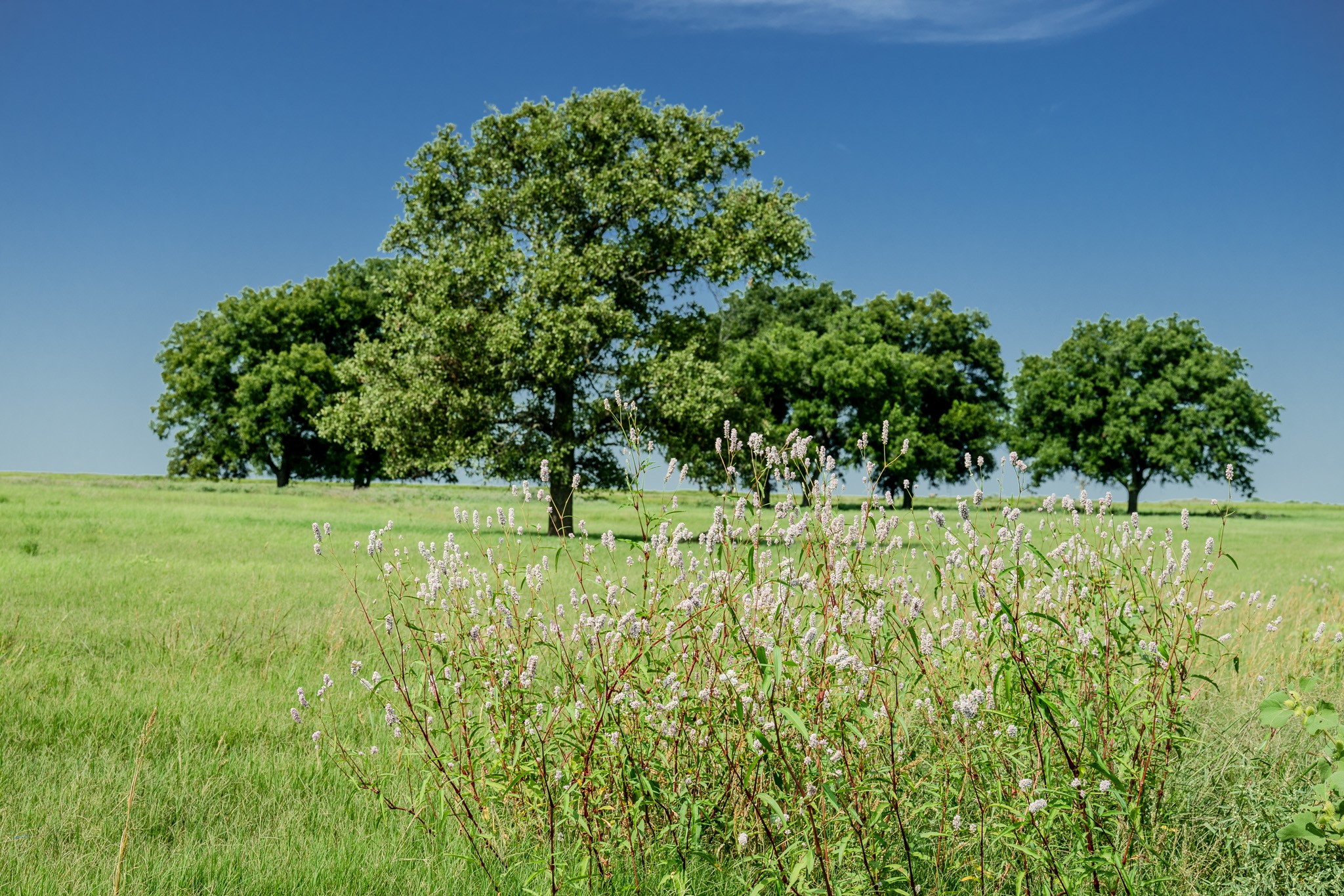 0001 W Pleasant Valley Road Henrietta TX 76230