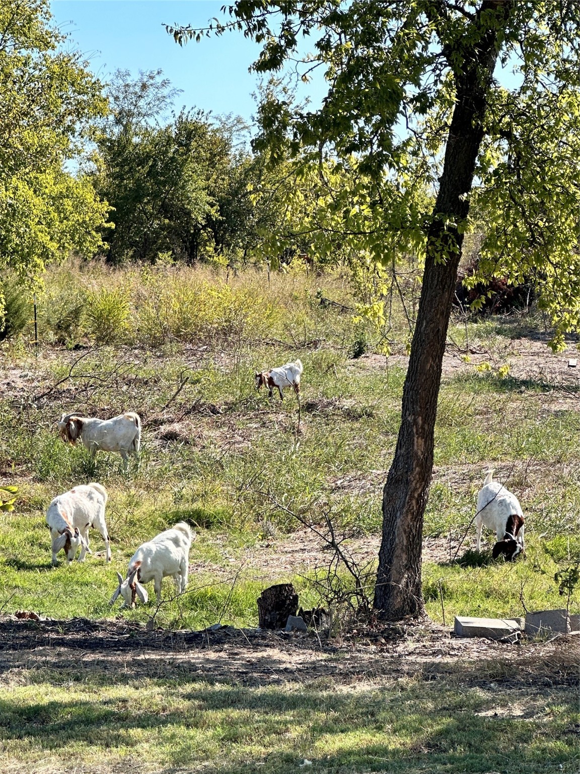1146 County Road 2175 Klondike TX 75448