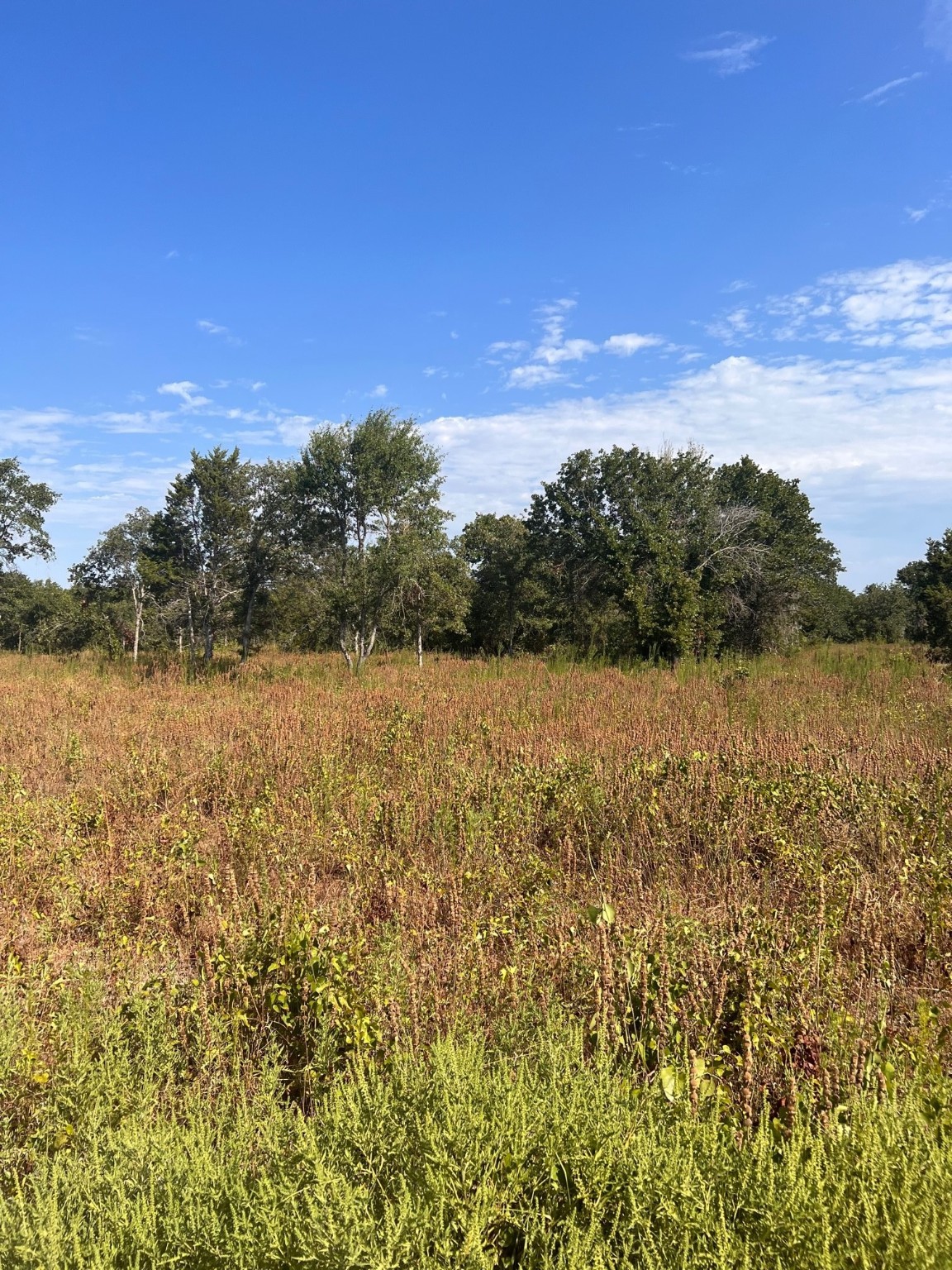 156 Doe Nocona TX 76255