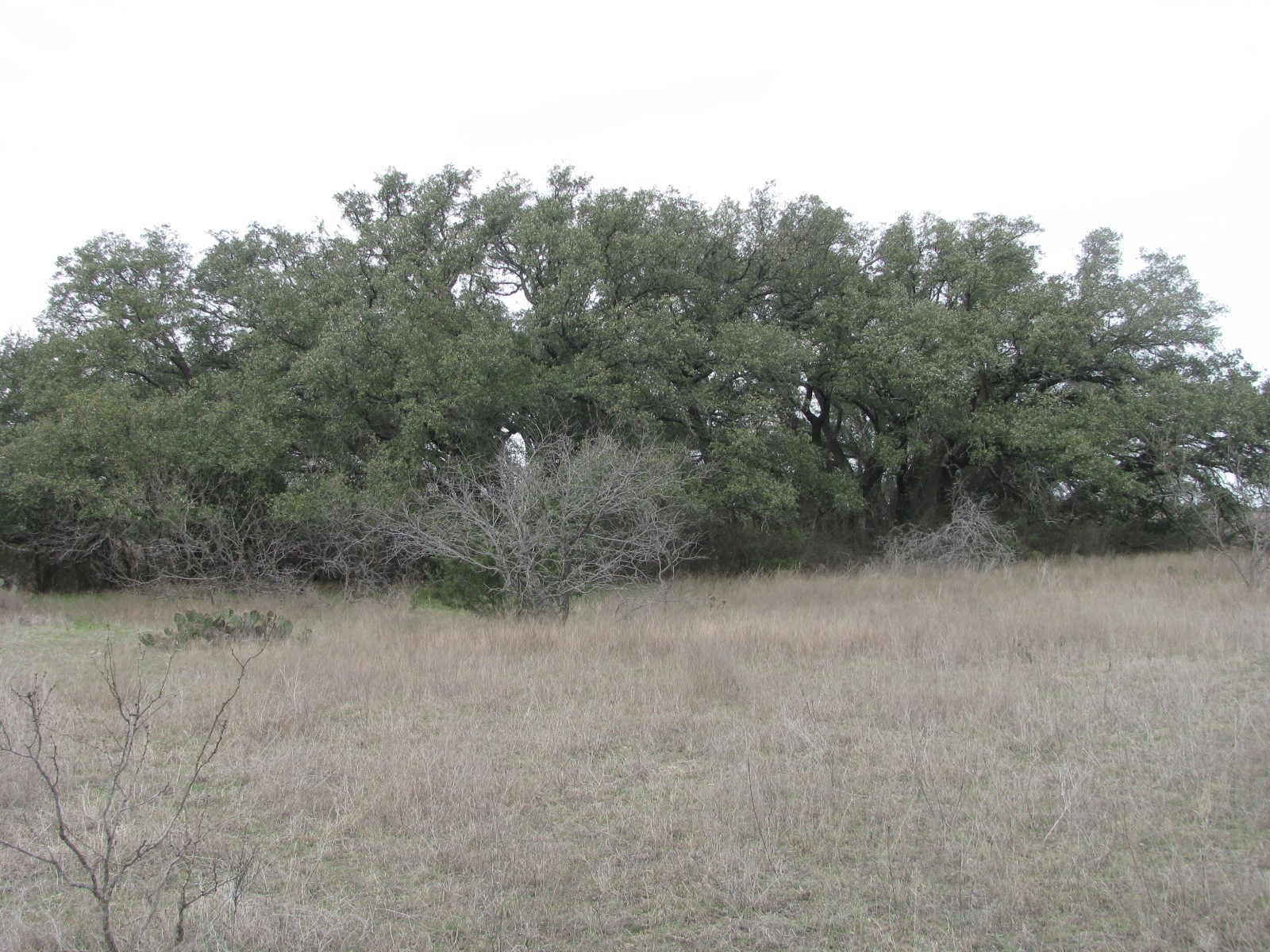 48 Acres Tdb Harmon Road Copperas Cove TX 76522