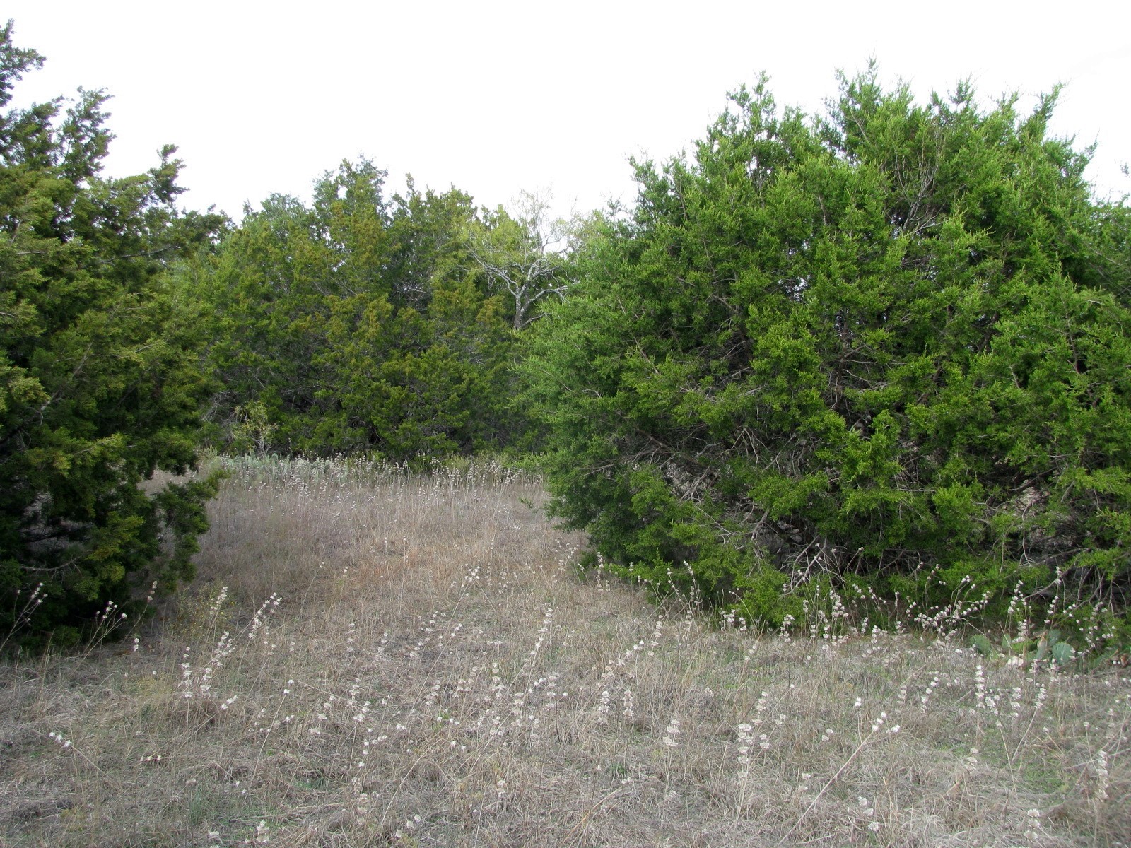 Lot 140 Ph 6 County Road 421 Evant TX 76566