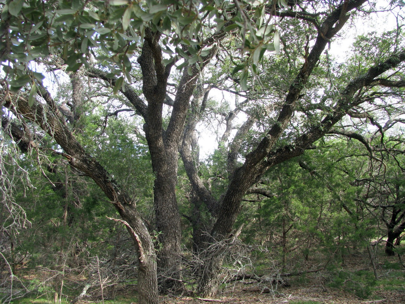Lot 140 Ph 6 County Road 421 Evant TX 76566