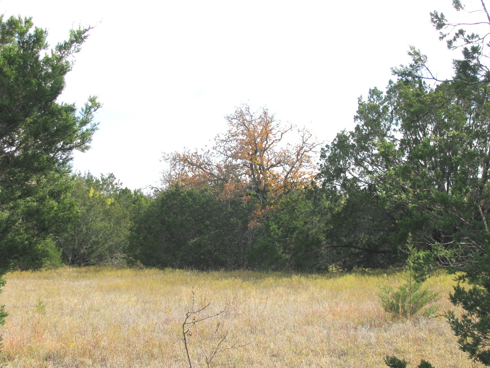 Lot 140 Ph 6 County Road 421 Evant TX 76566