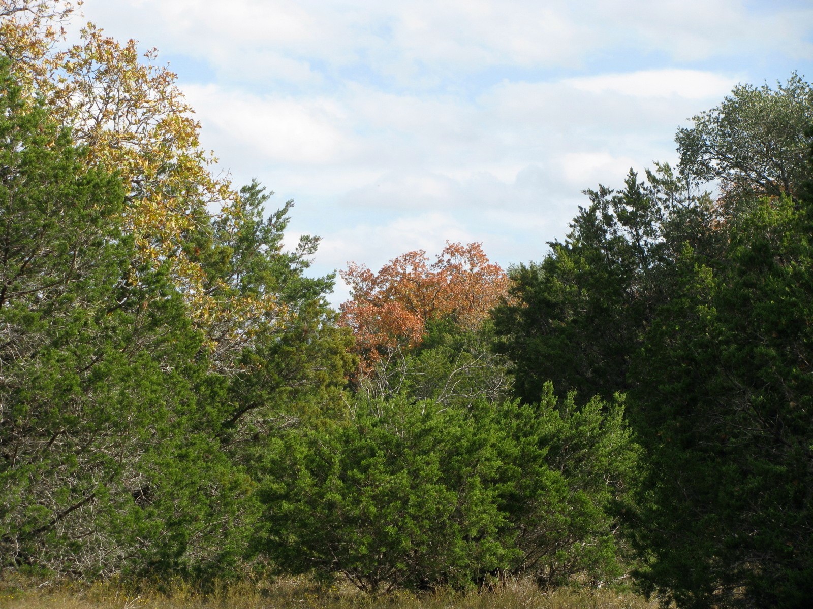 Lot 140 Ph 6 County Road 421 Evant TX 76566