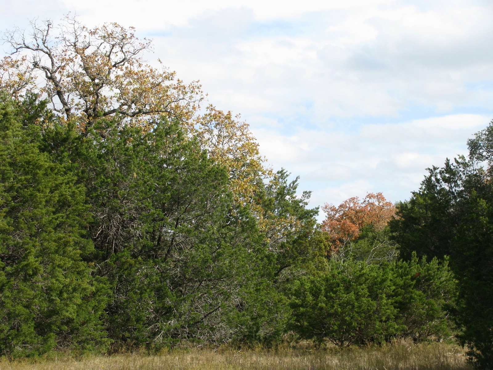Lot 140 Ph 6 County Road 421 Evant TX 76566