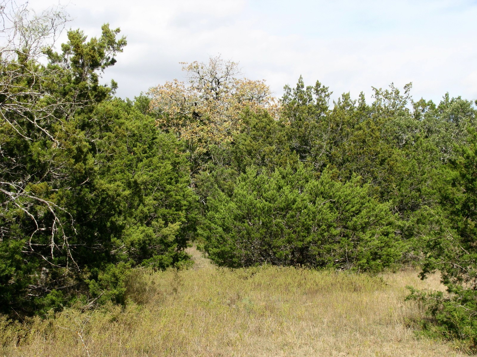 Lot 140 Ph 6 County Road 421 Evant TX 76566