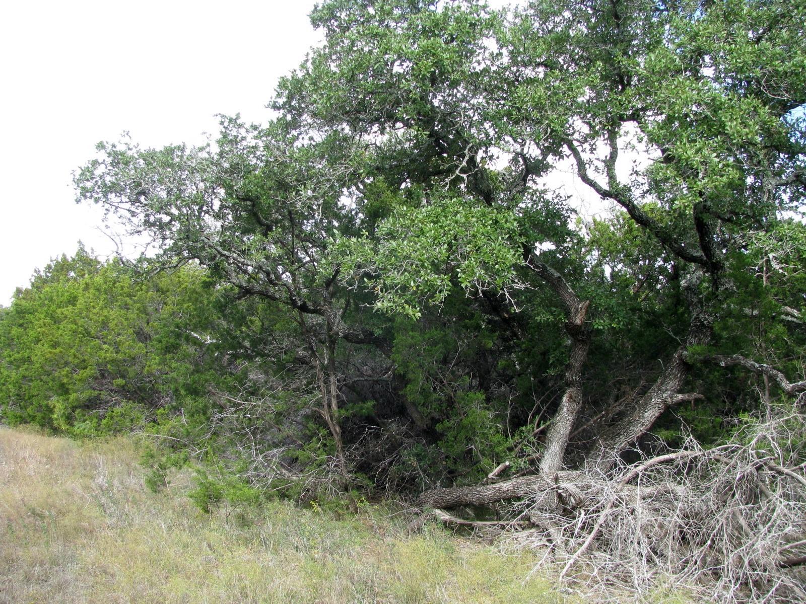 Lot 140 Ph 6 County Road 421 Evant TX 76566