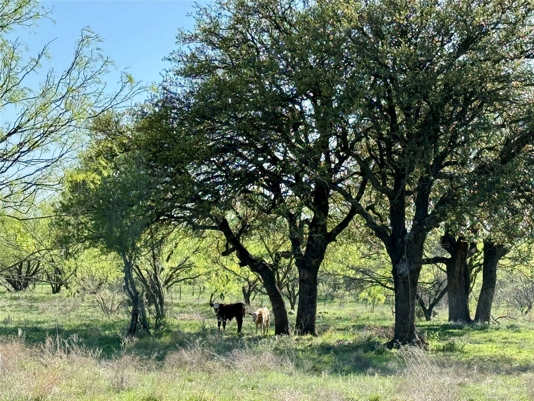9455 County Road 189 Bangs TX 76823