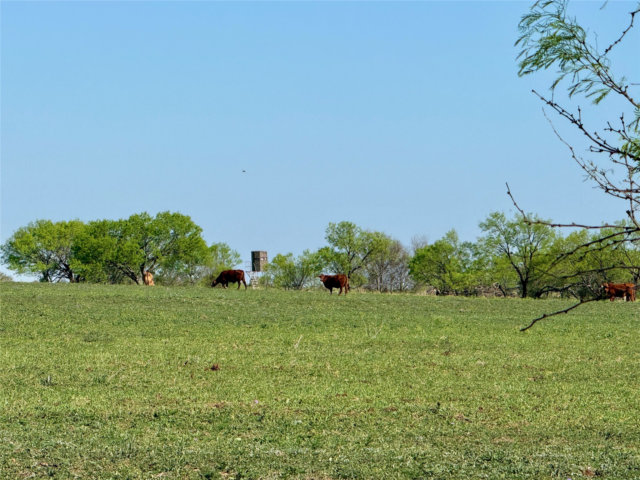9455 County Road 189 Bangs TX 76823