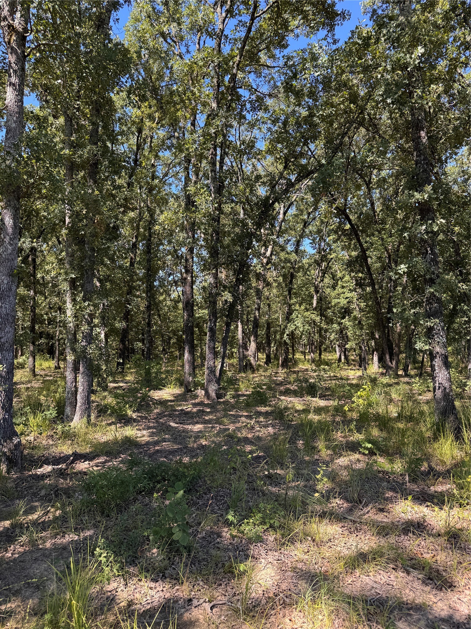 Lot 19 Saddle Creek Court Alba TX 75410