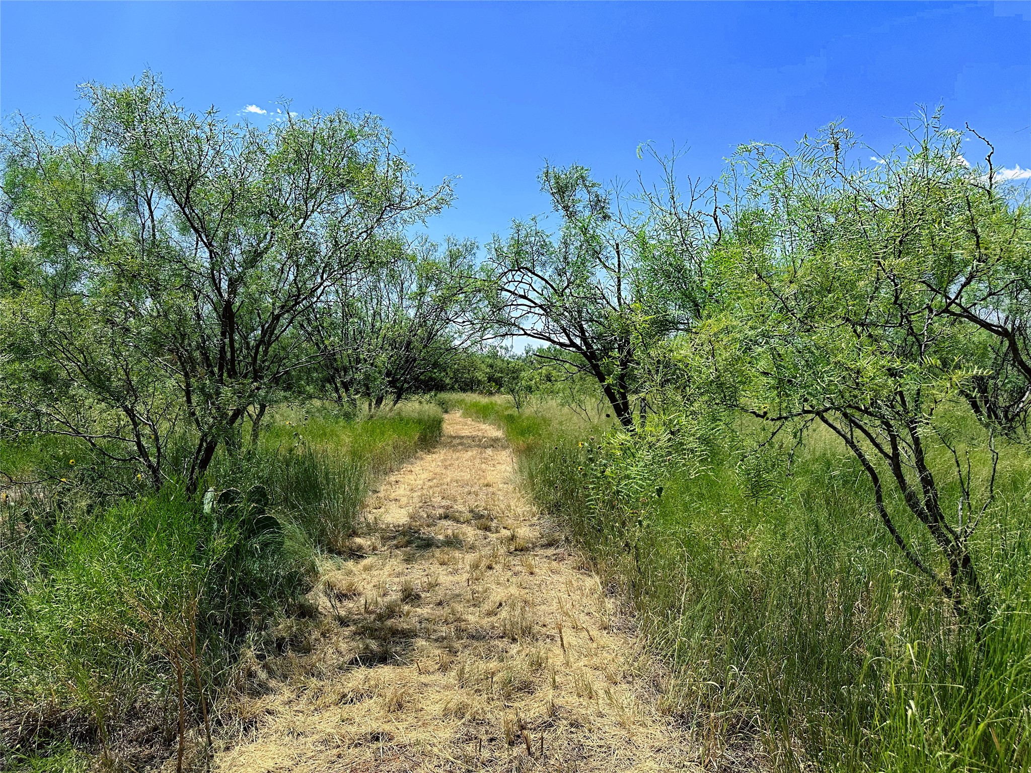 Tbd (East Tract) County Road 356 Anson TX 79501
