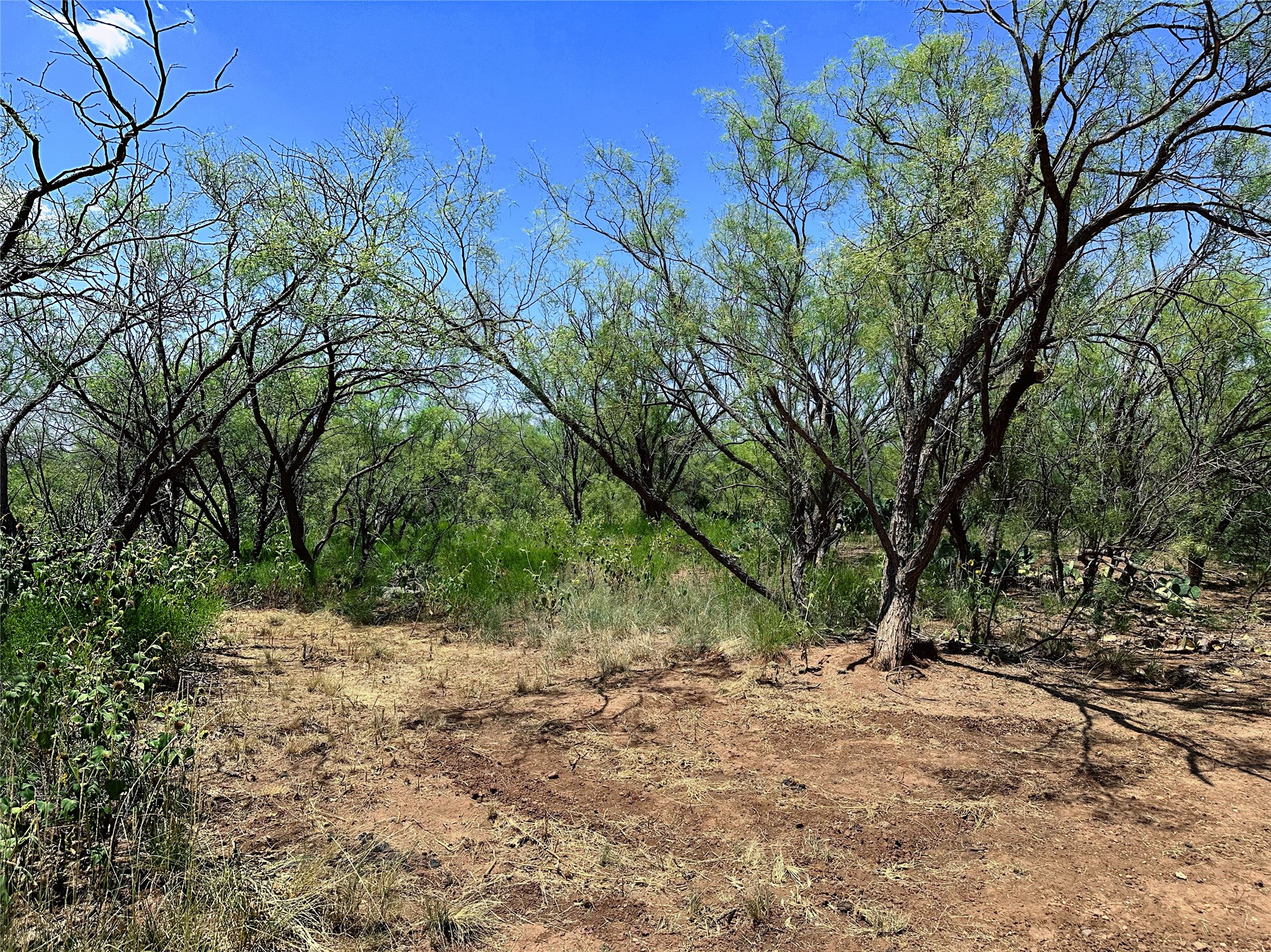 Tbd (East Tract) County Road 356 Anson TX 79501