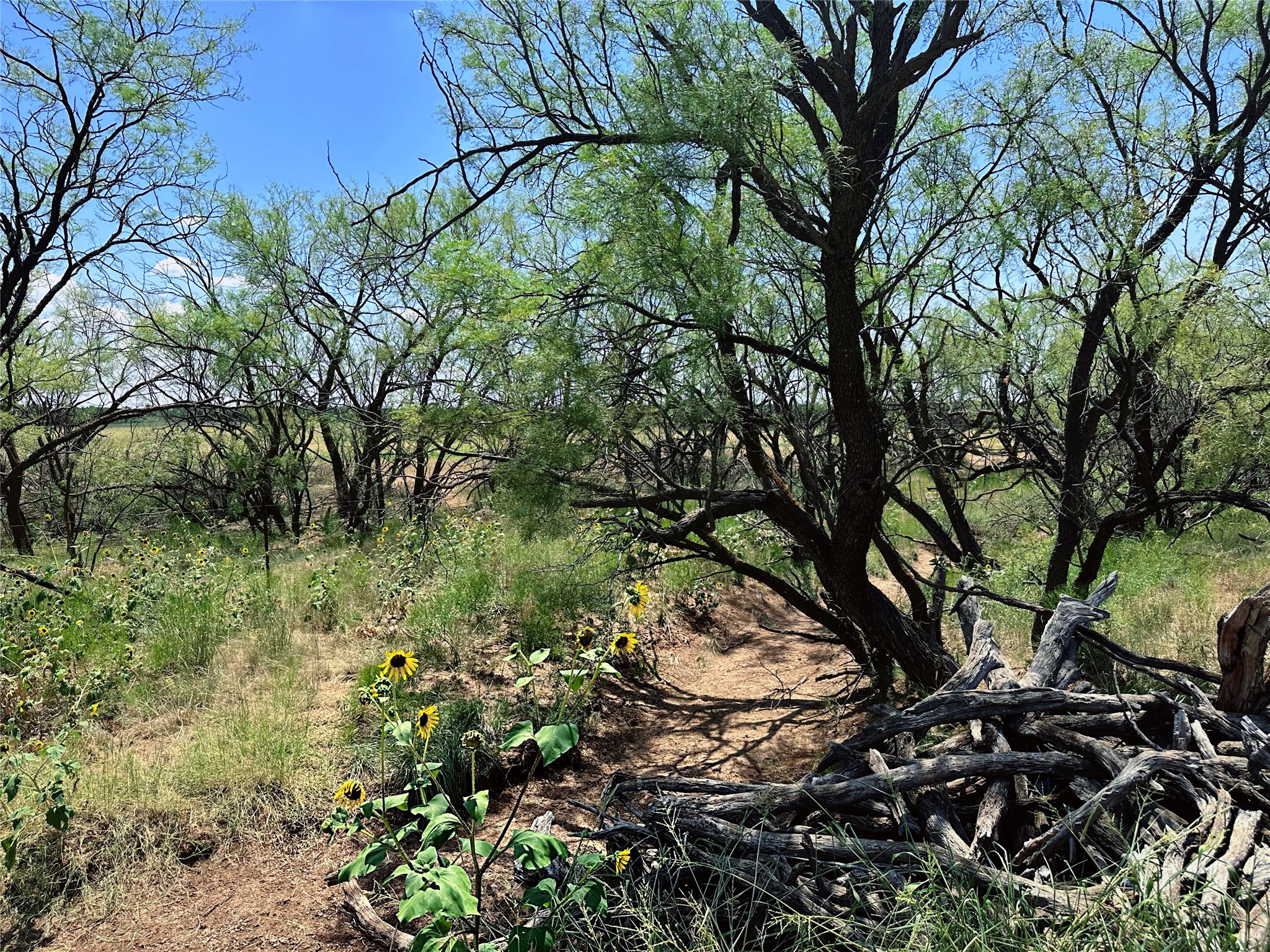 Tbd (East Tract) County Road 356 Anson TX 79501