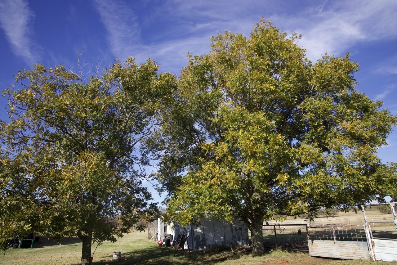 6172 Fm 1769 Graham TX 76450