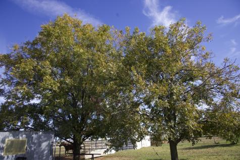 6172 Fm 1769 Graham TX 76450
