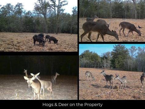 12047 County Road 414 Somerville TX 77879