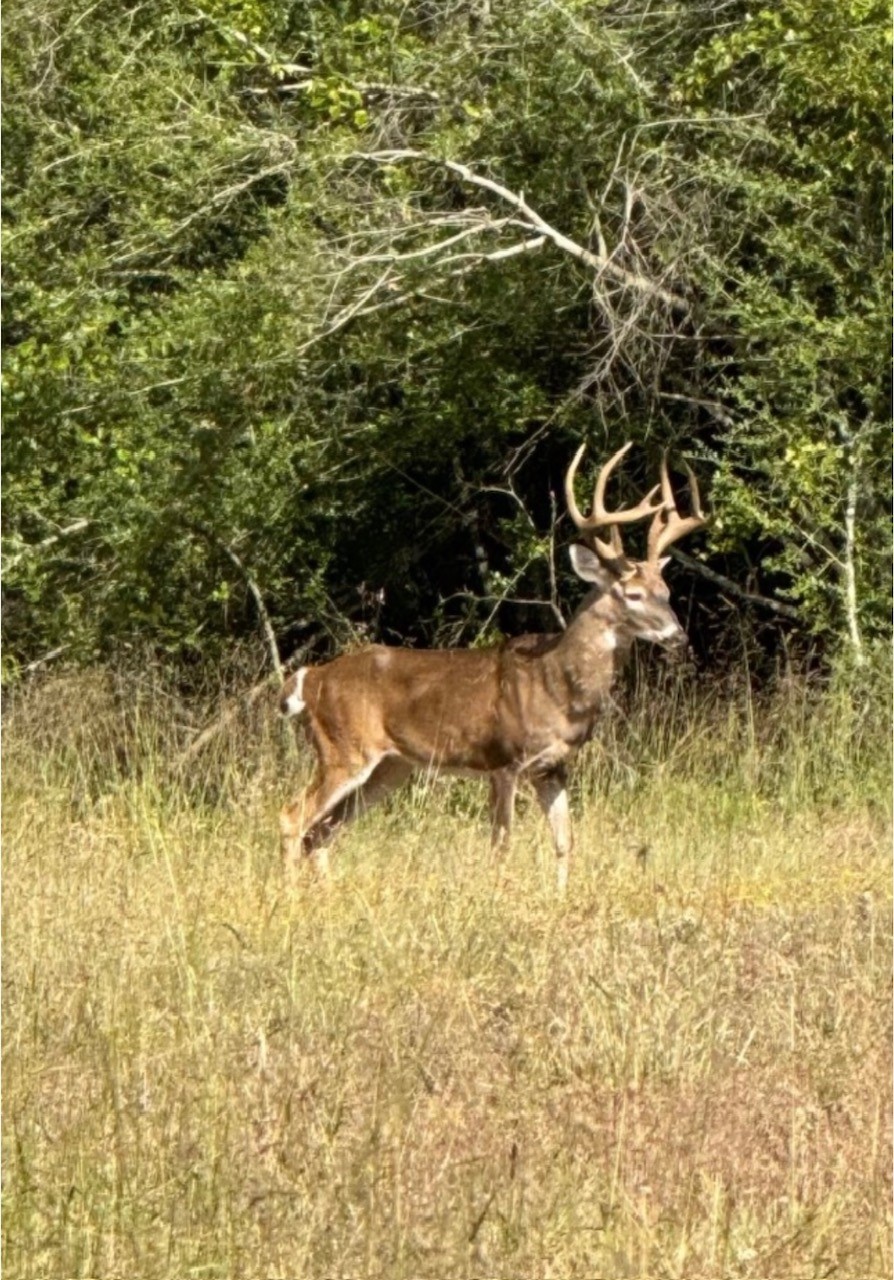 524 Fm 1848 Buffalo TX 75831