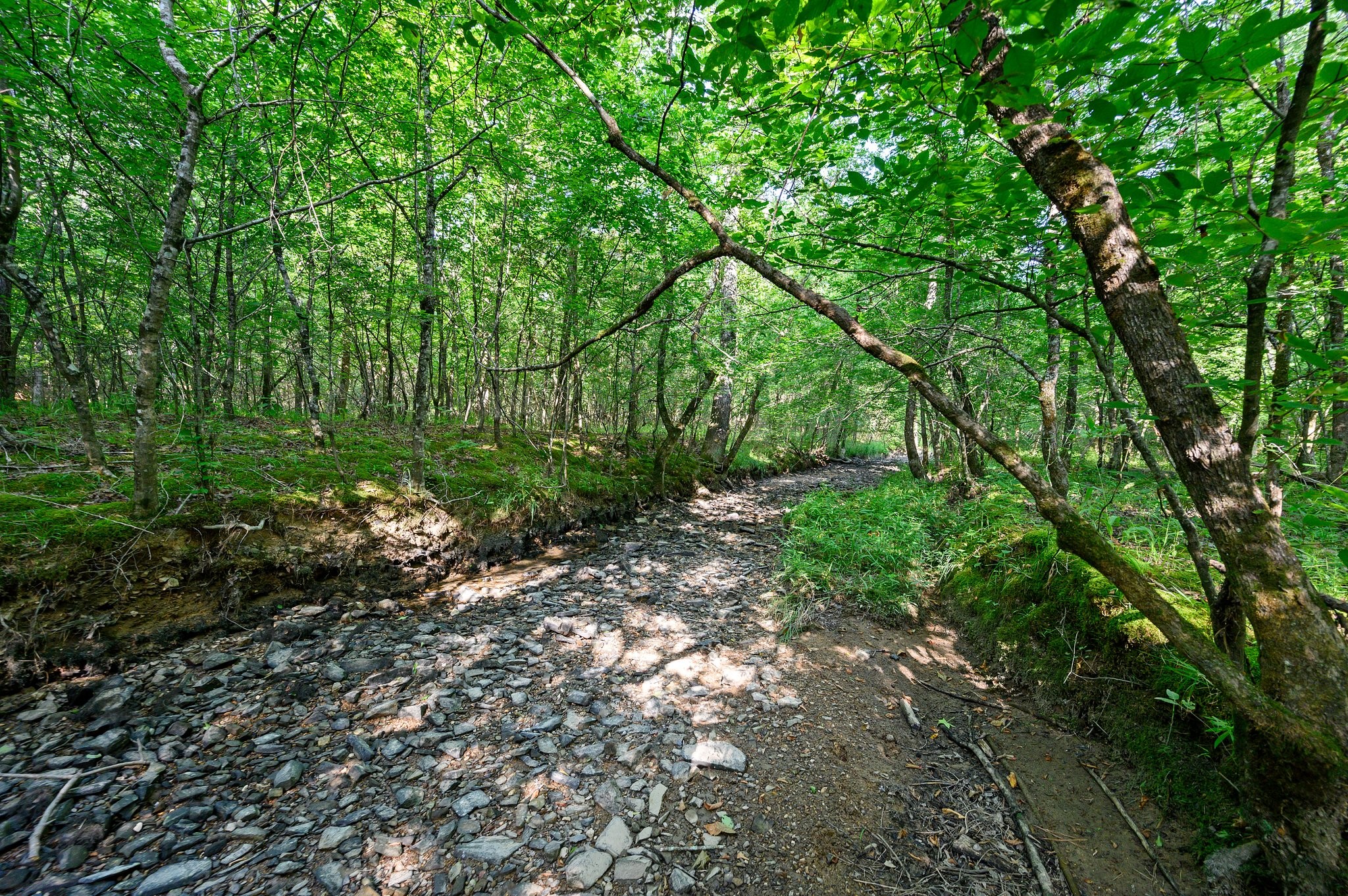 66 Aged Acacia Trail Broken Bow OK 74728