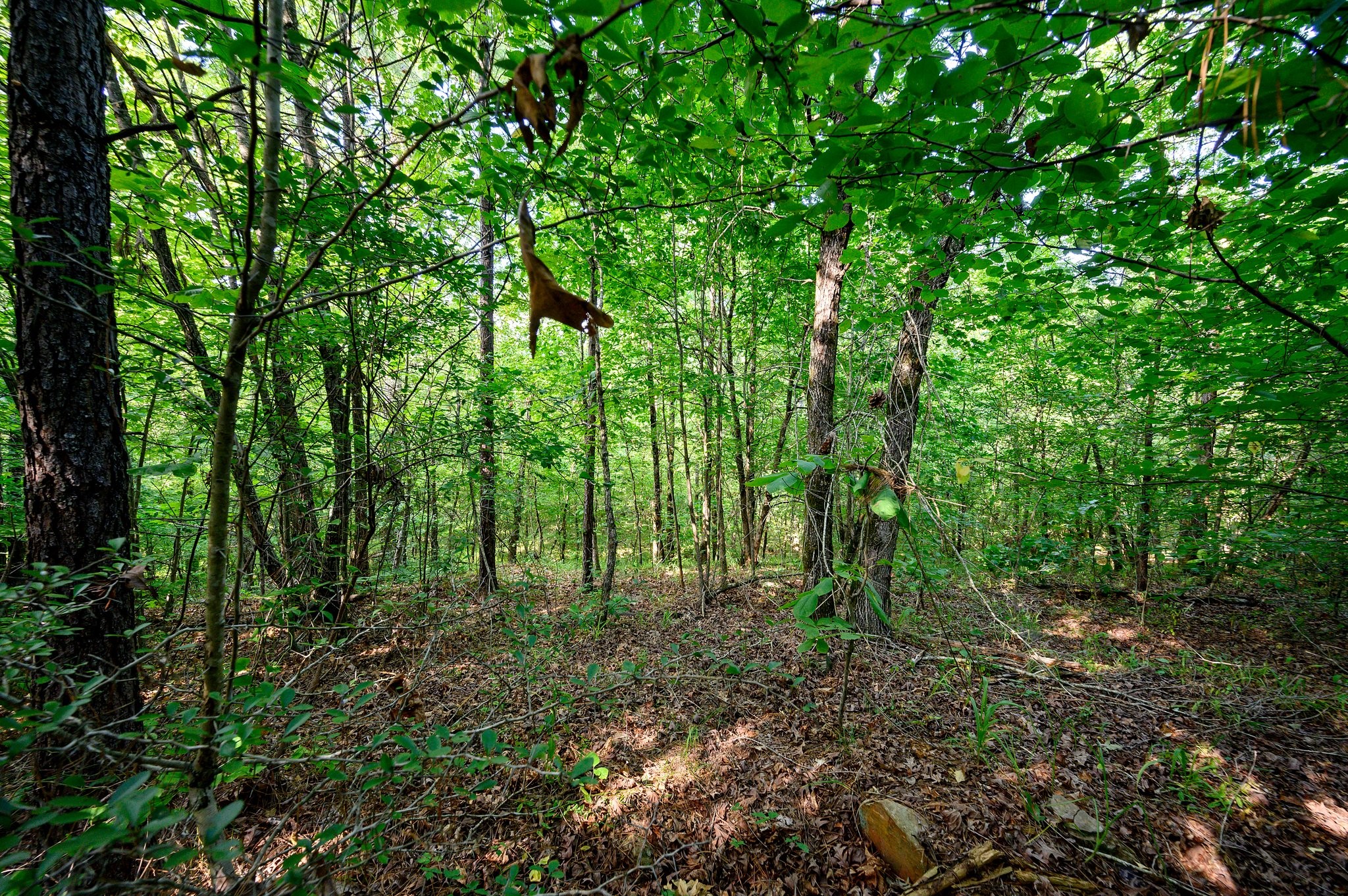 66 Aged Acacia Trail Broken Bow OK 74728