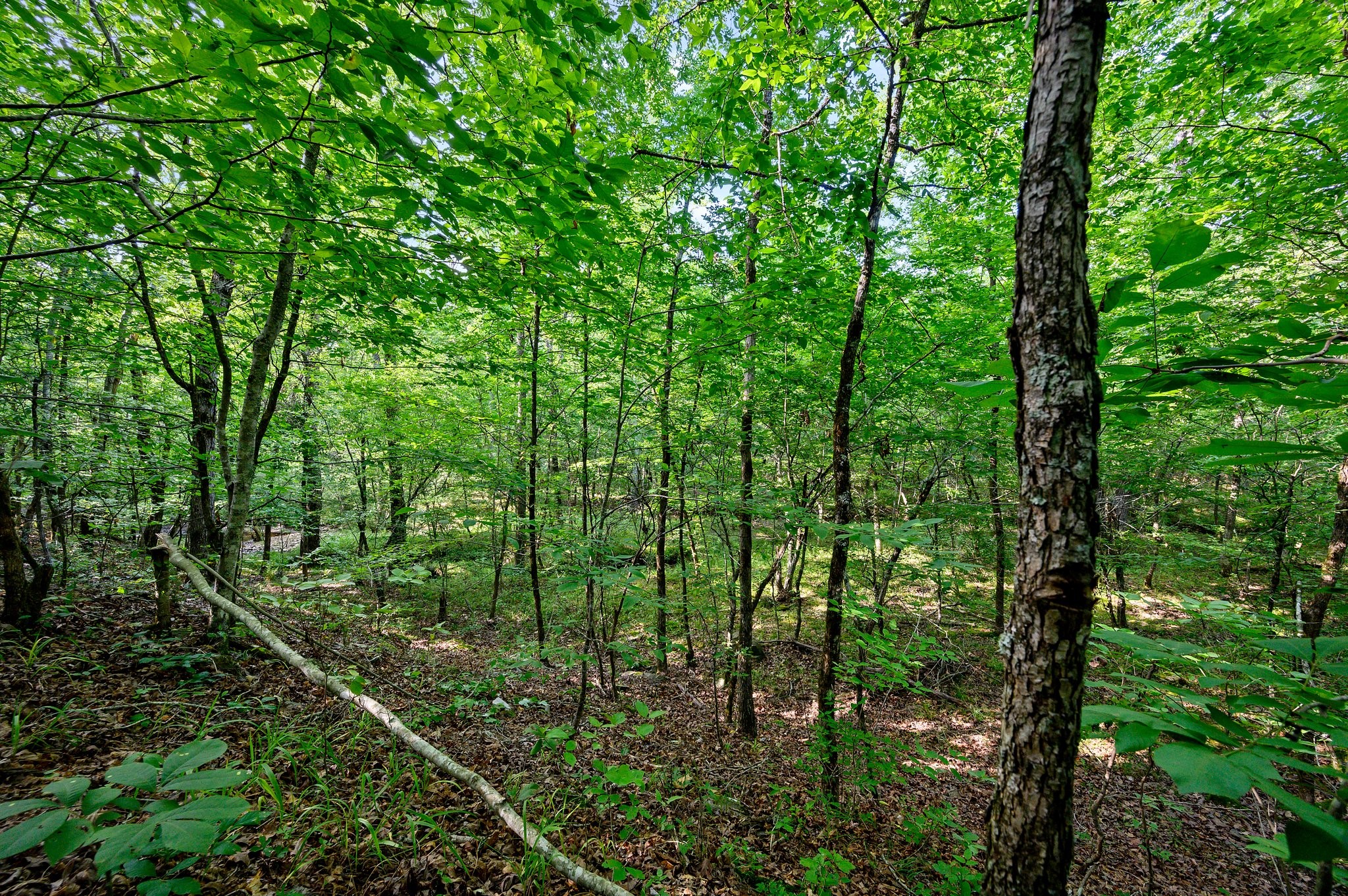 66 Aged Acacia Trail Broken Bow OK 74728