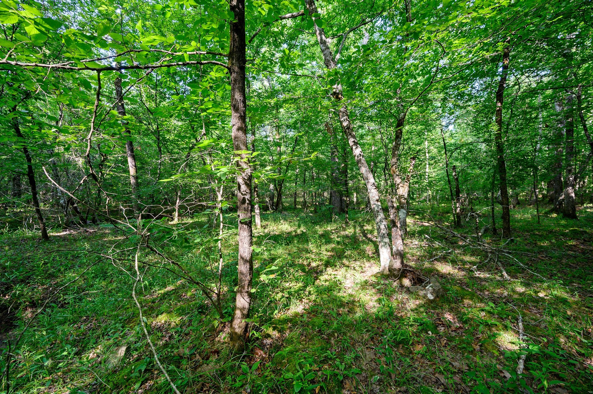 66 Aged Acacia Trail Broken Bow OK 74728