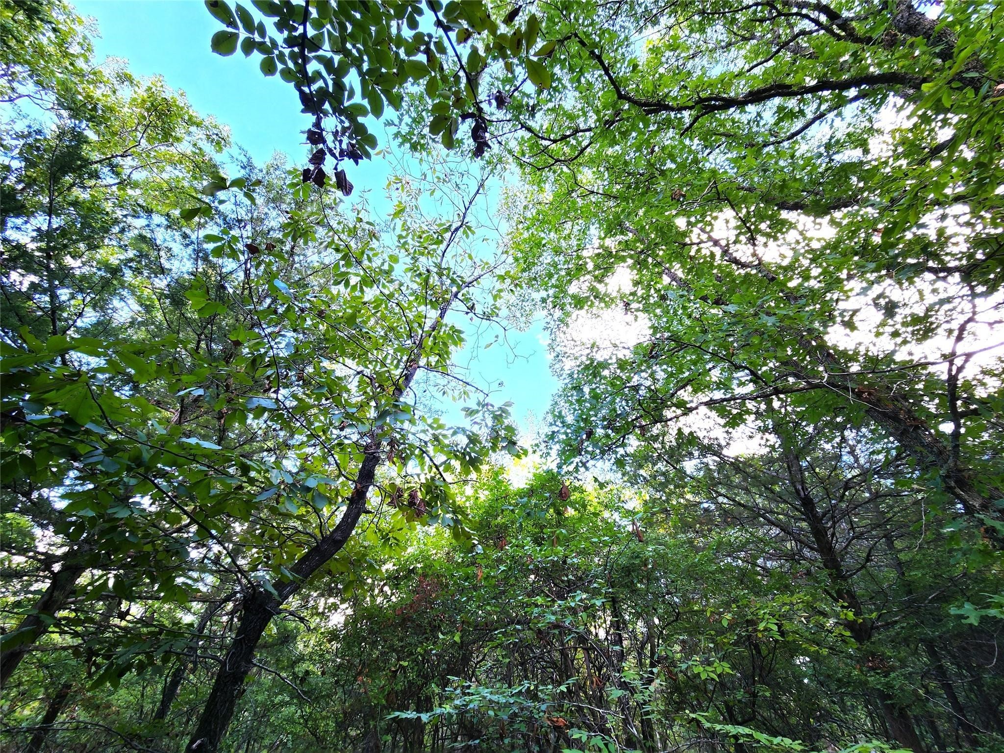 Lot 465 Cr-4710 Larue TX 75770
