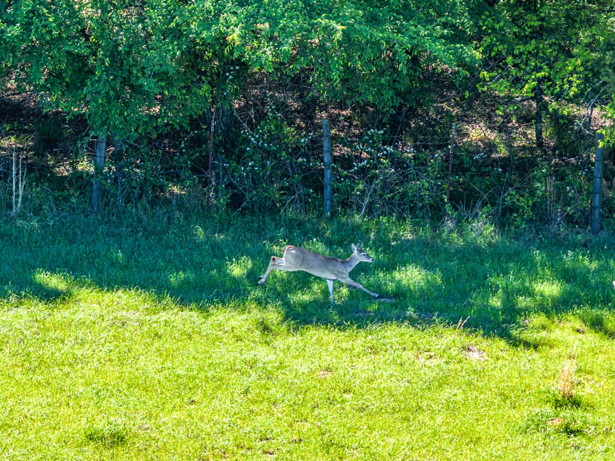 000 County Road 1445 Sulphur Springs TX 75482