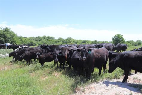 192 Acres Fm 171 Byers TX 76357