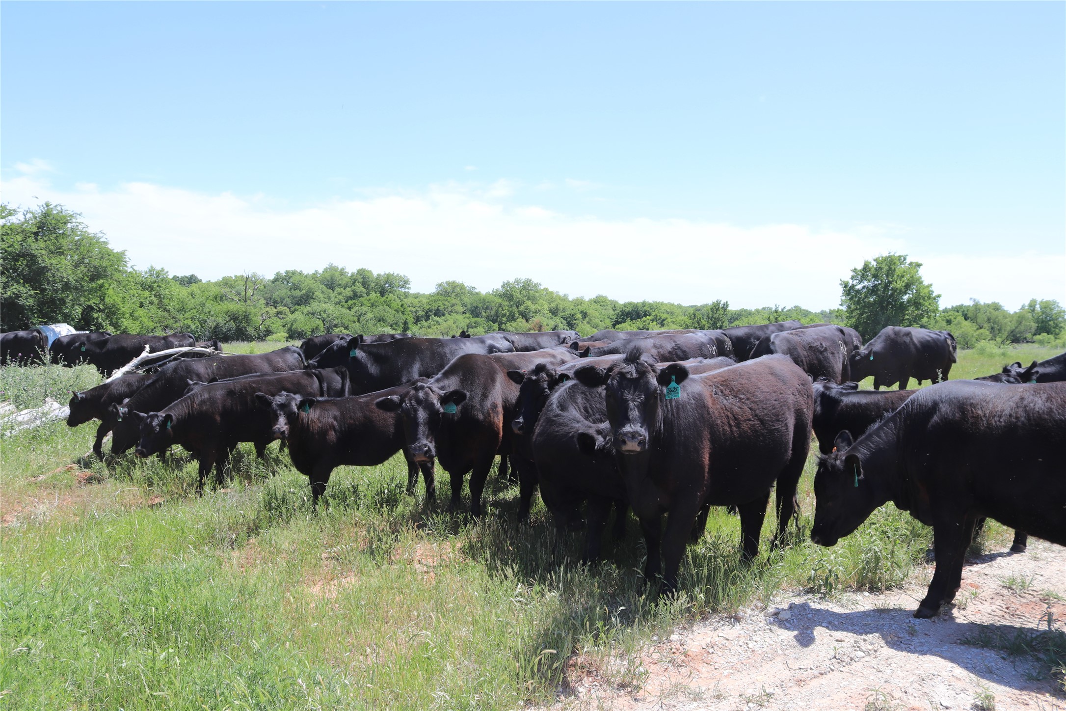 192 Acres Fm 171 Byers TX 76357