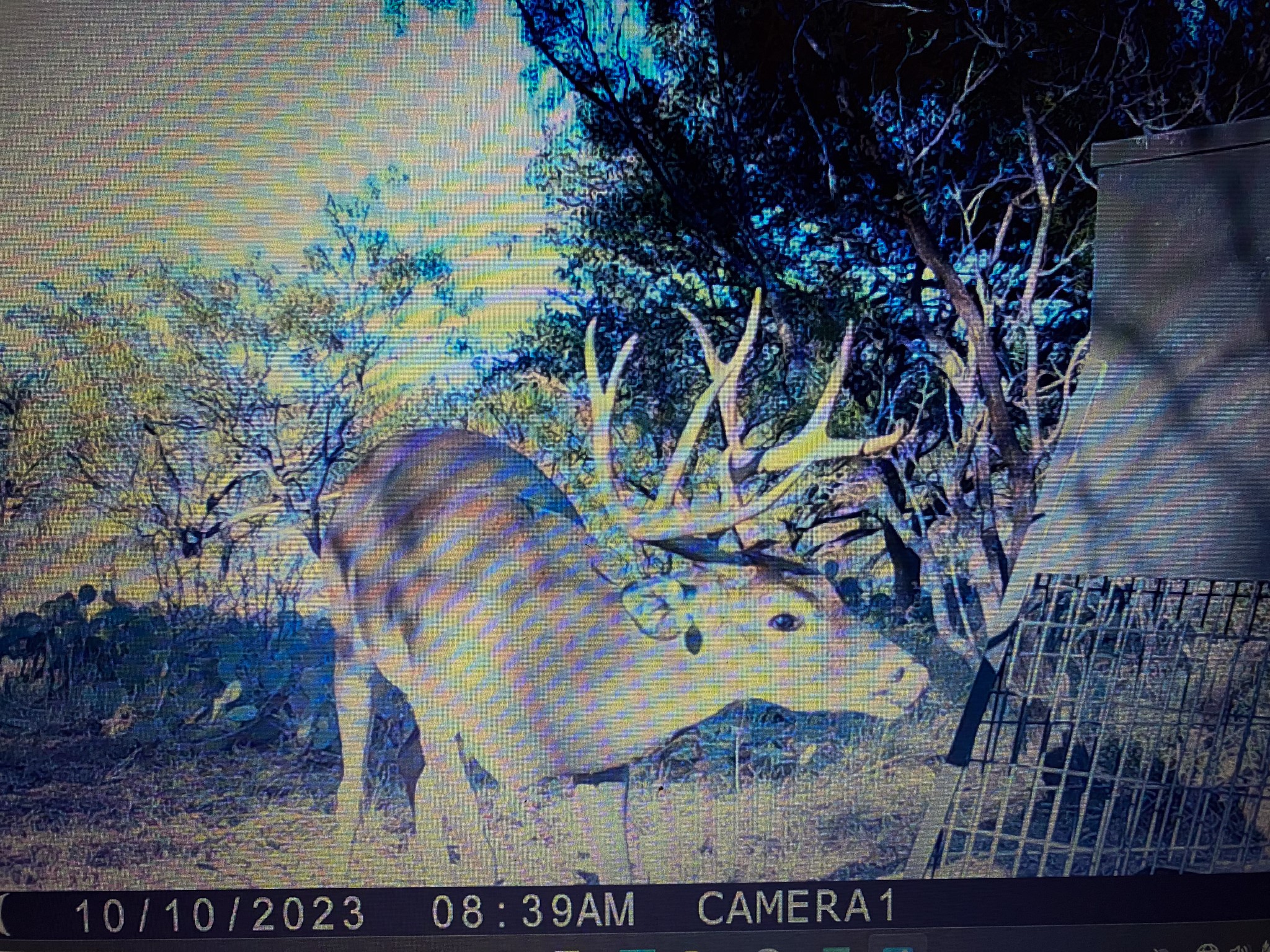 Tbd County Road 291 Breckenridge TX 76464
