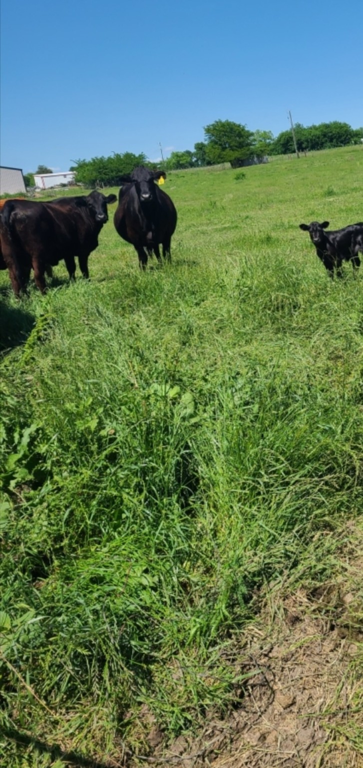 Tbd Us-69 Highway Lone Oak TX 75453