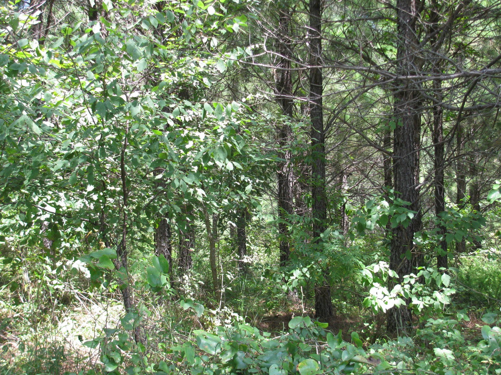 Tbd Jace's Trail Nashoba OK 74558