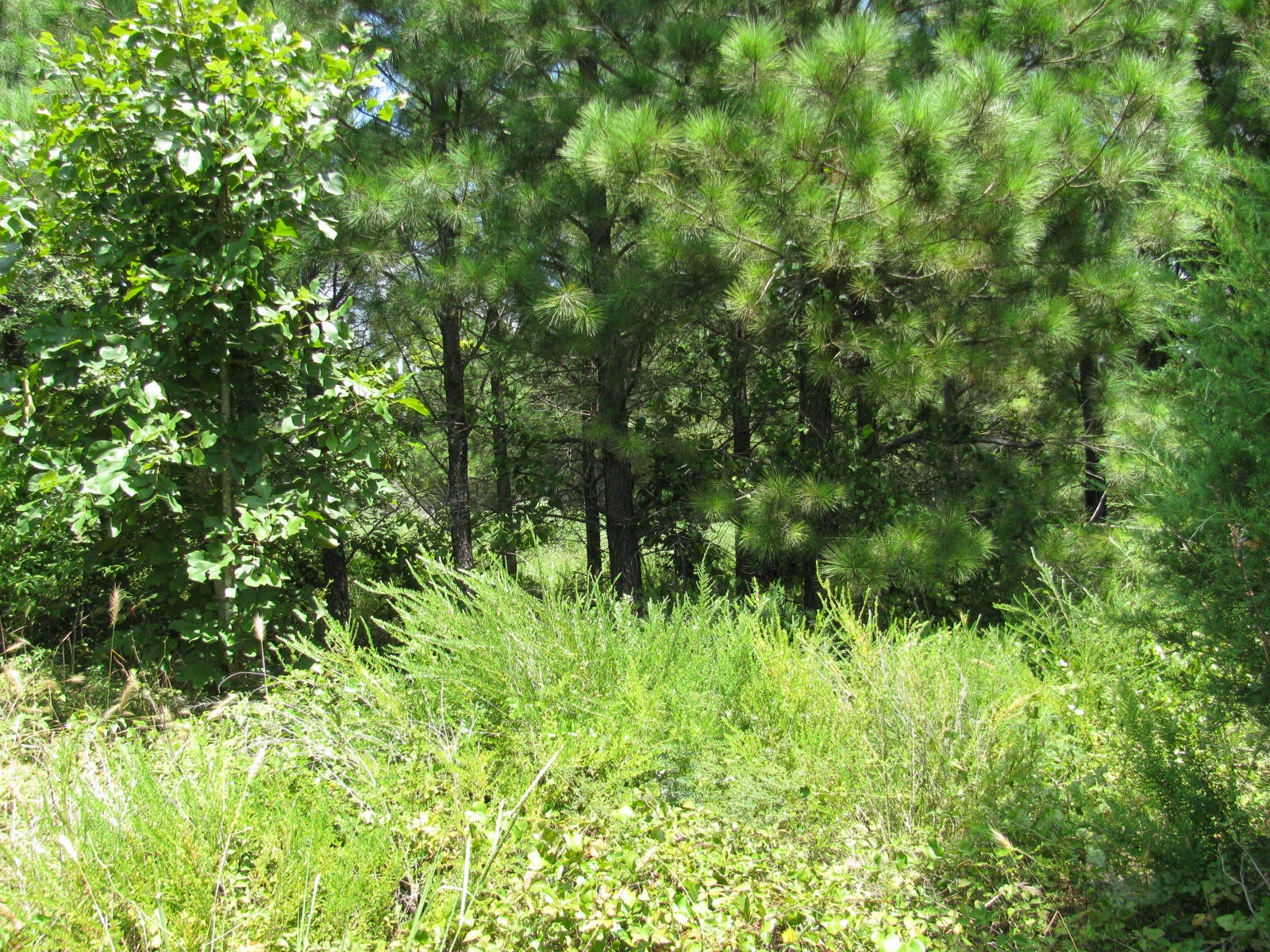 Tbd Jace's Trail Nashoba OK 74558