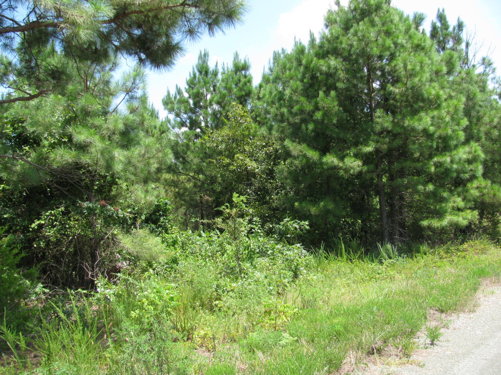 Tbd Jace's Trail Nashoba OK 74558