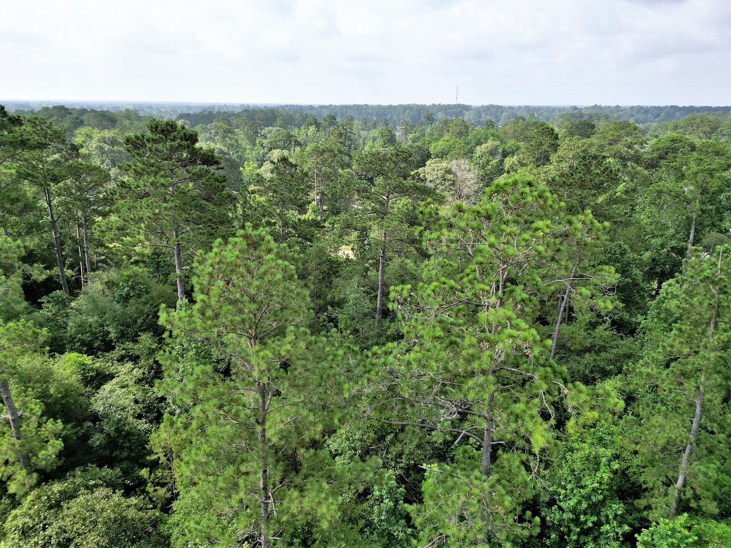 Lot 8 Sir Ewaine Drive Woodville TX 75979