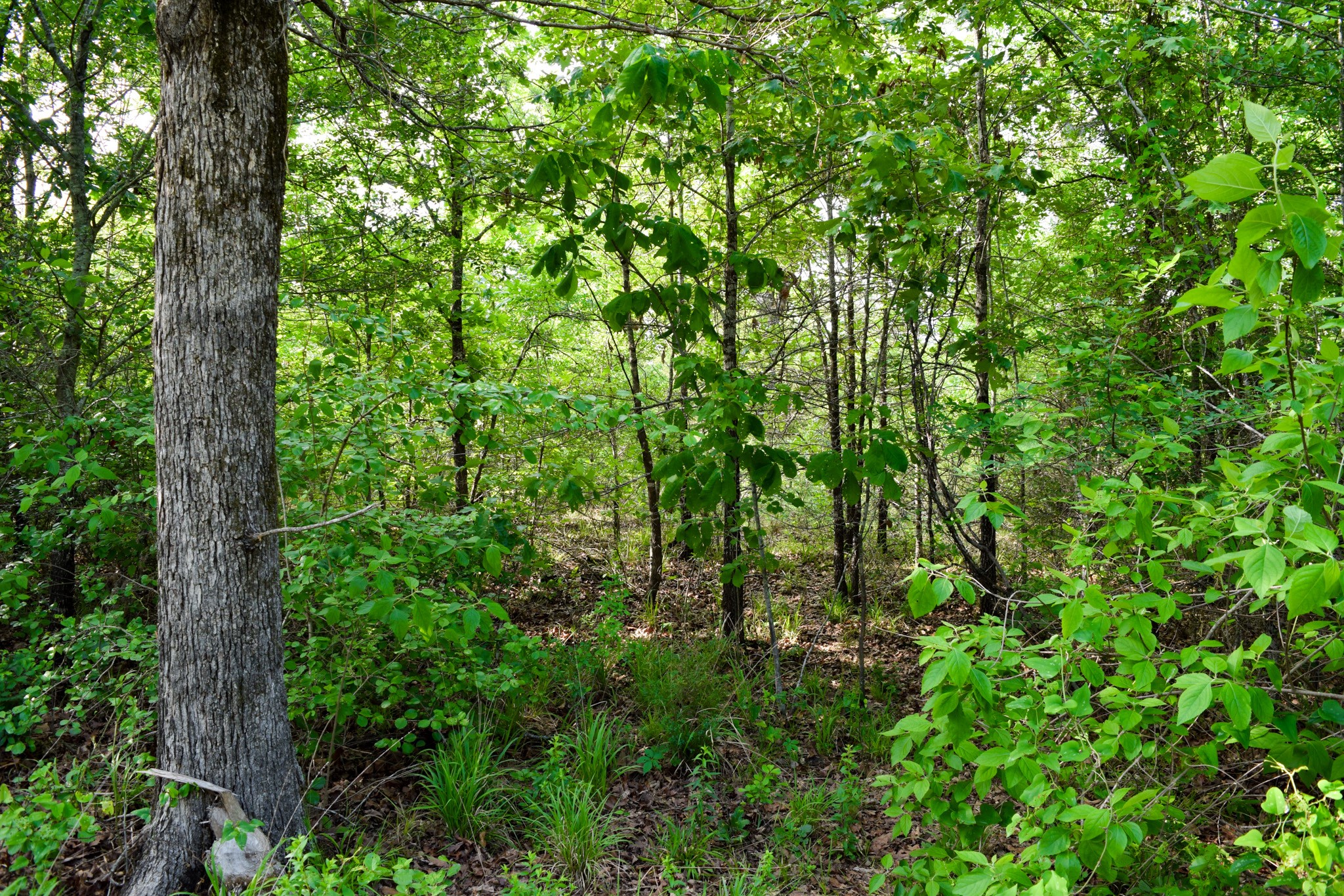 Tbd Vz County Road 1507 Road Grand Saline TX 75140
