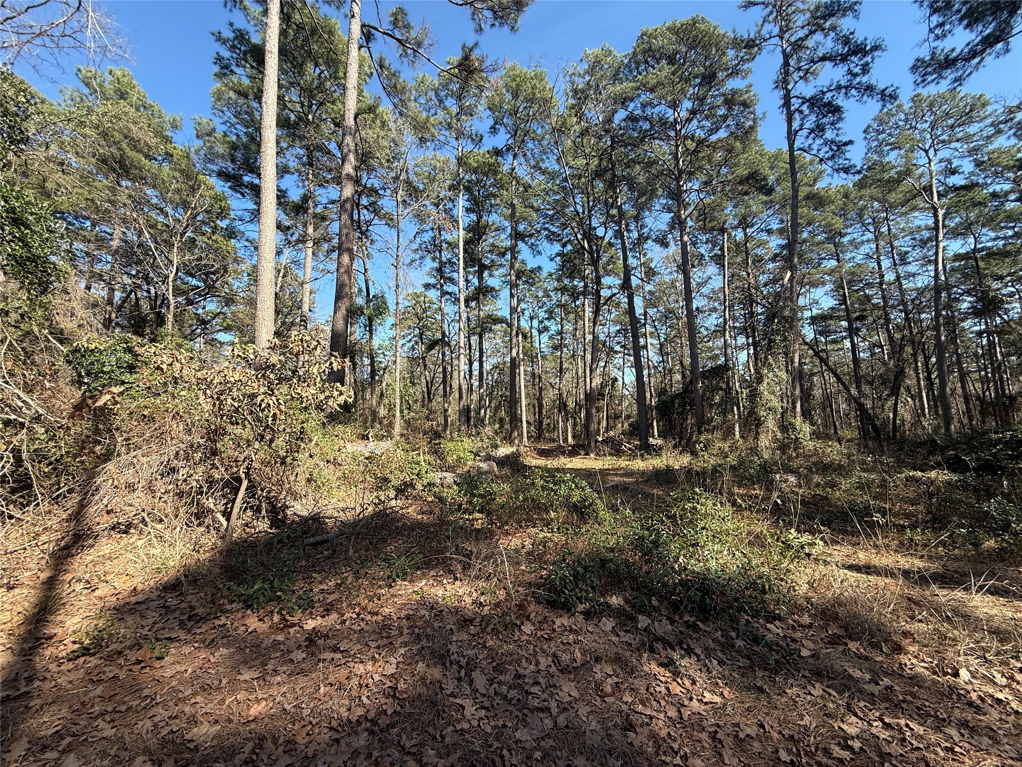 Lot 4 Private Road 8573 Winnsboro TX 75494