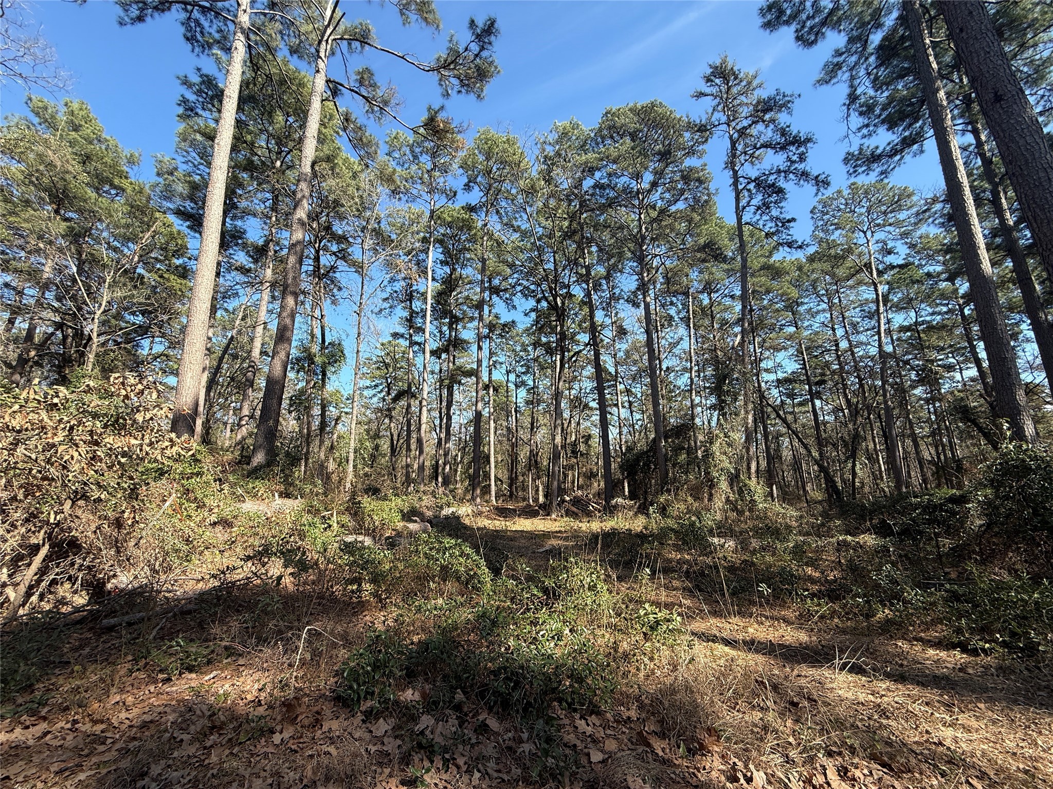 Lot 4 Private Road 8573 Winnsboro TX 75494