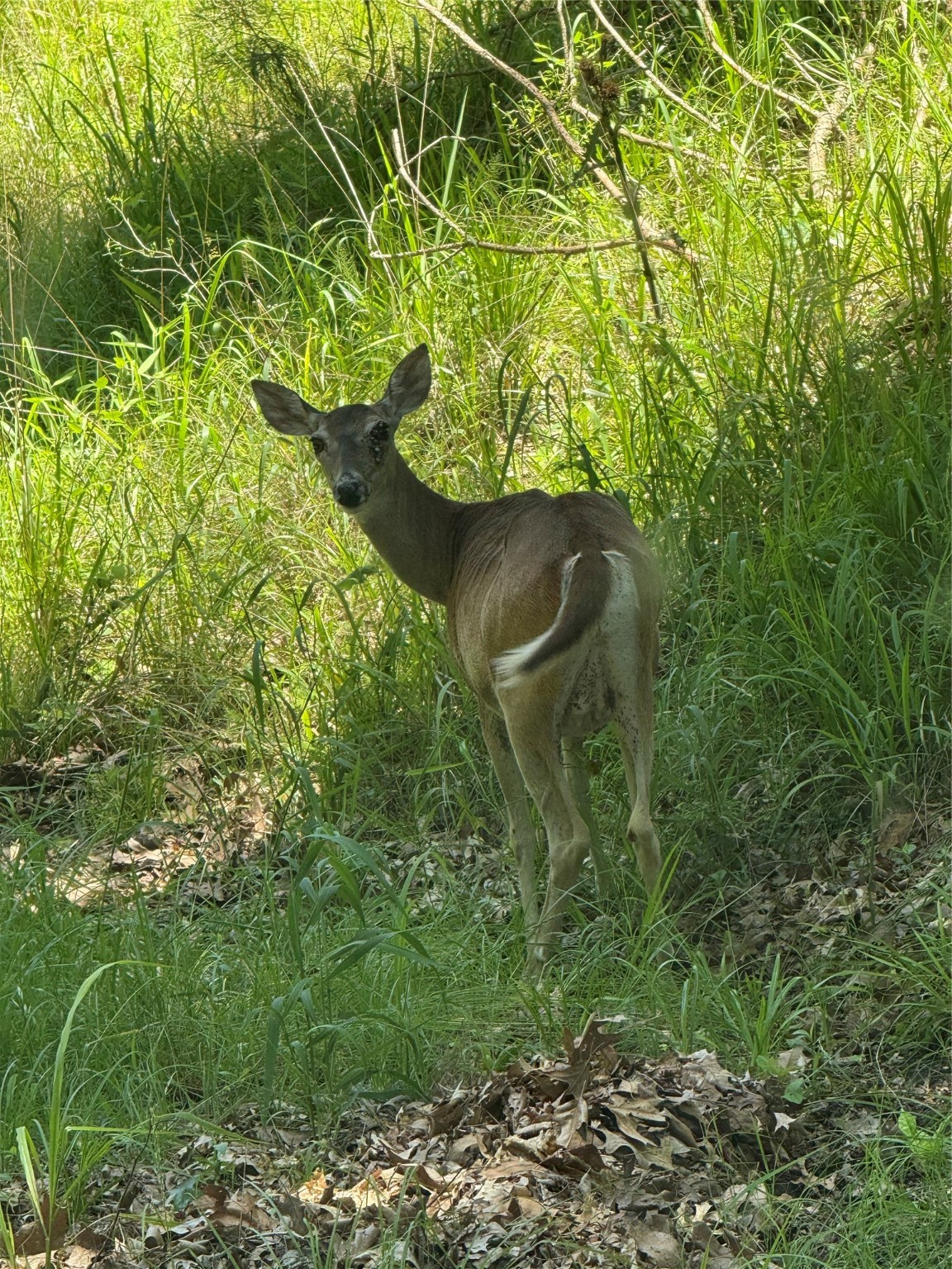 63R King Frederick Court Scroggins TX 75480