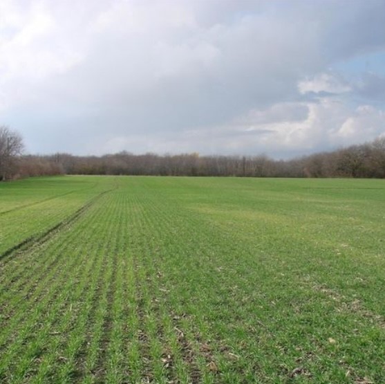 Tbd Boren Road Collinsville TX 76233