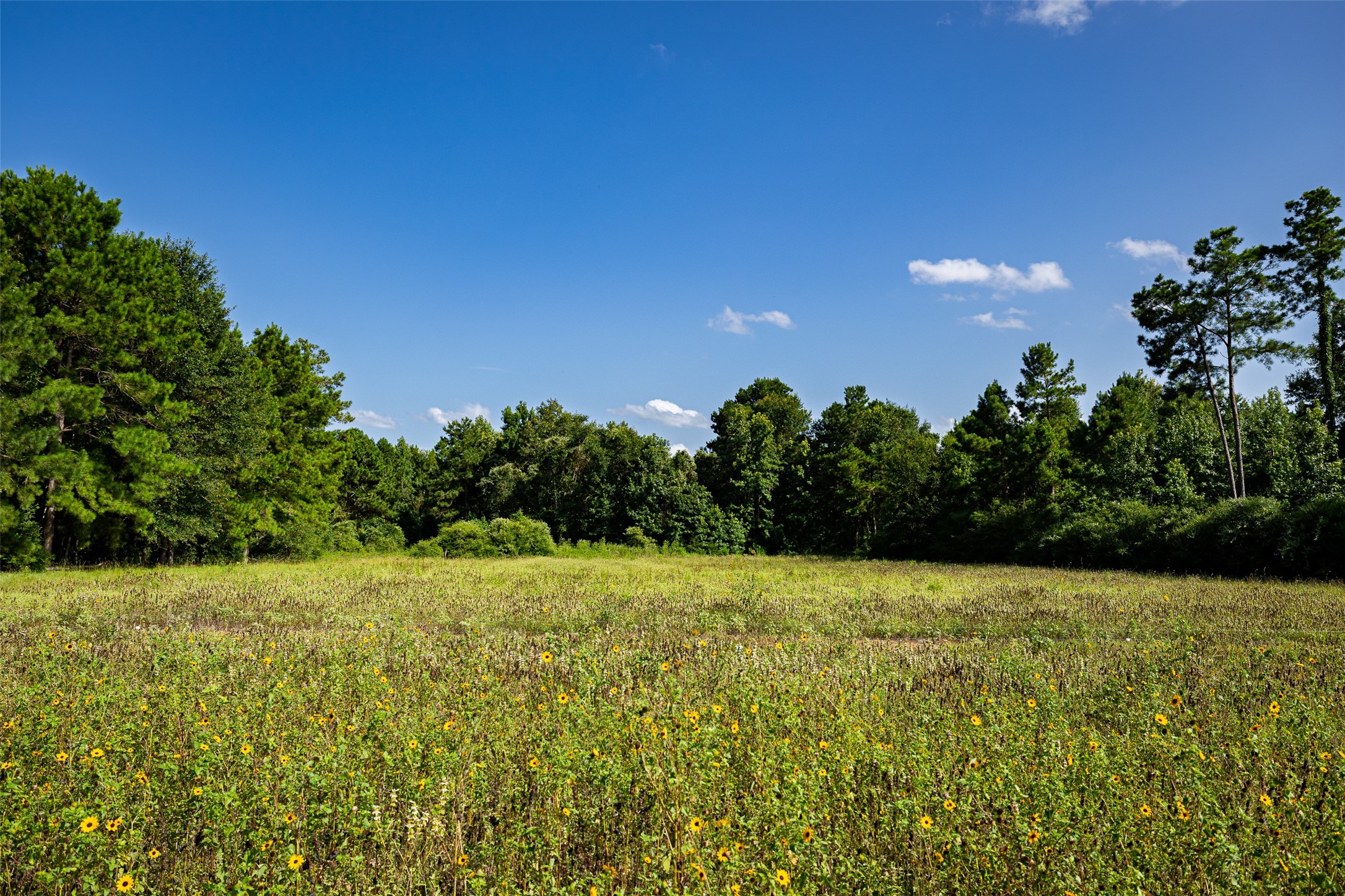 00 County Road 2180 Grapeland TX 75844