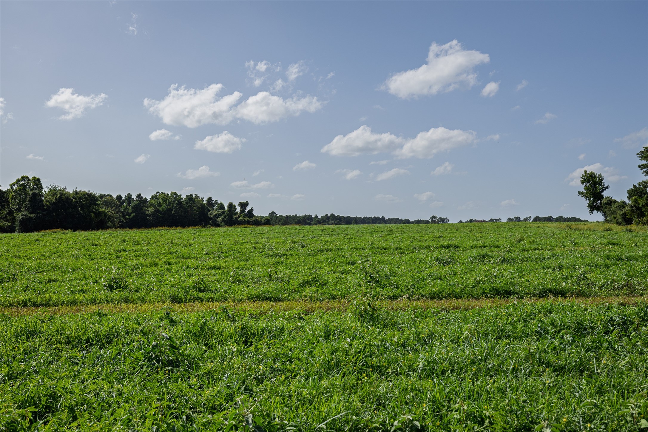 00 County Road 2180 Grapeland TX 75844