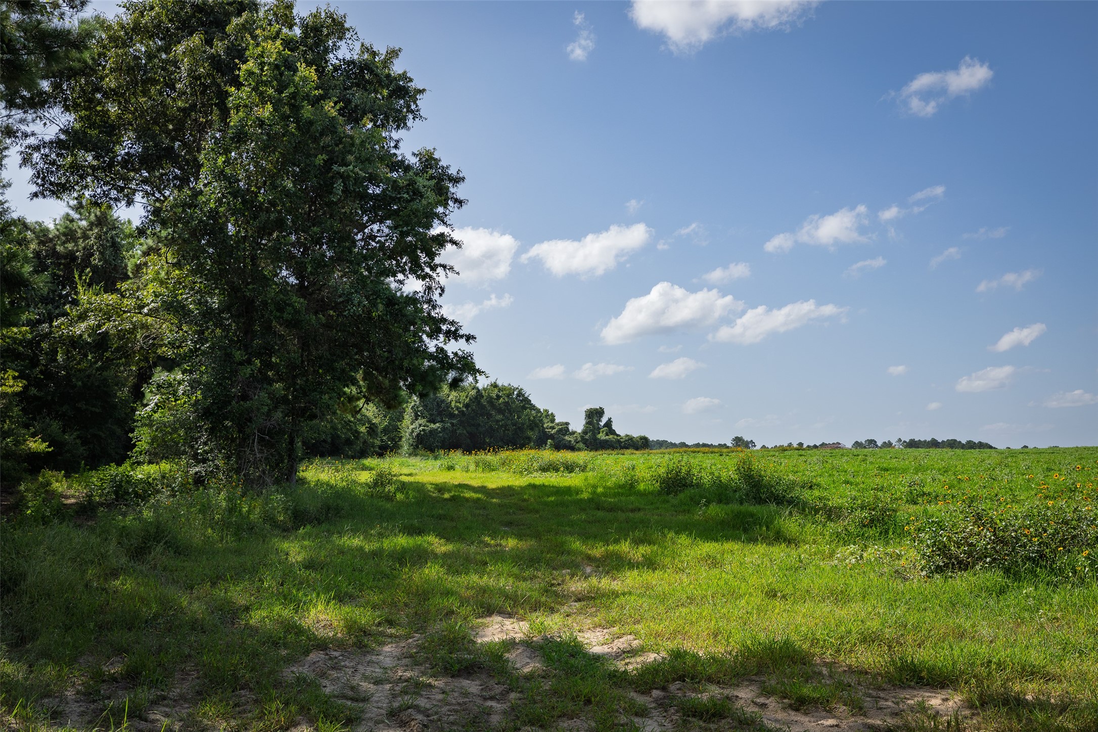 00 County Road 2180 Grapeland TX 75844