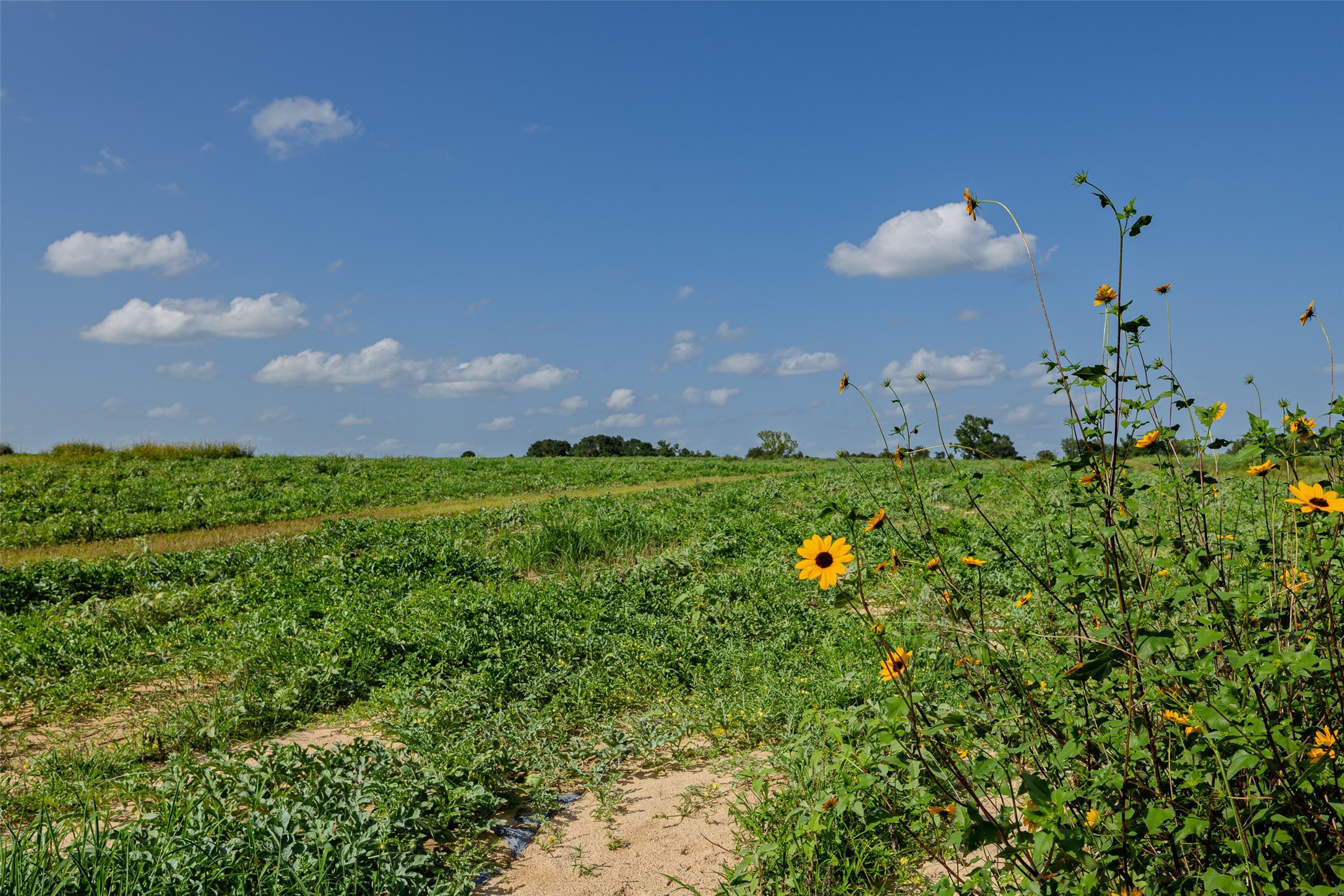 00 County Road 2180 Grapeland TX 75844