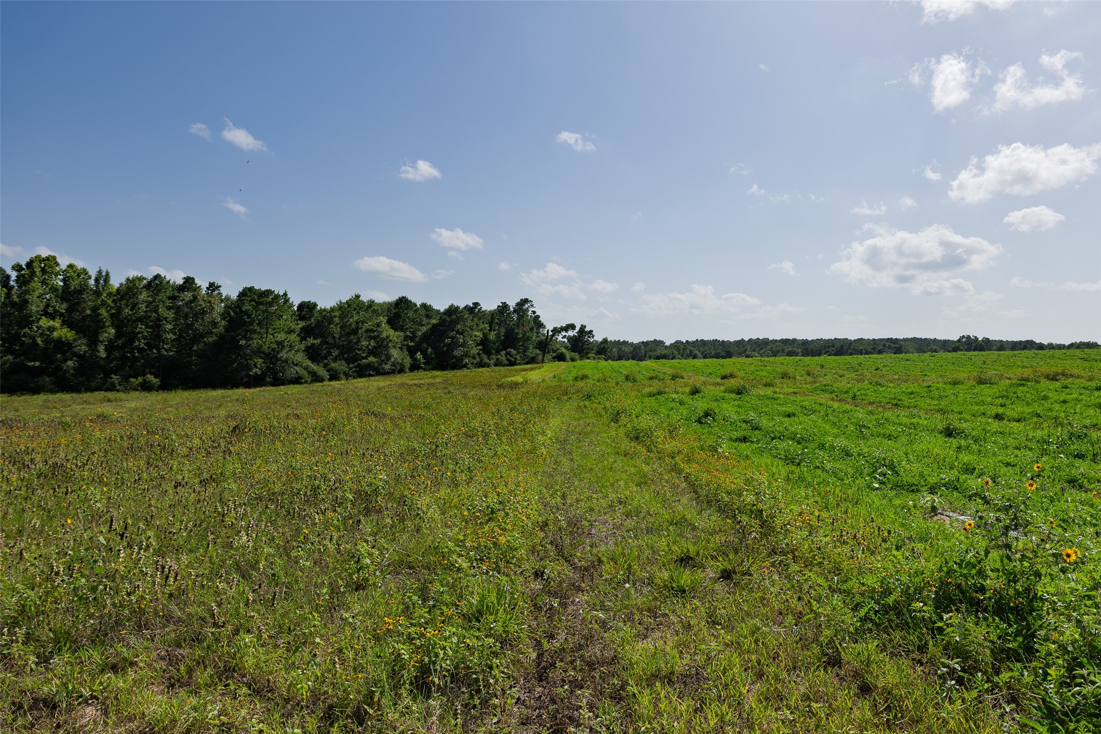 00 County Road 2180 Grapeland TX 75844