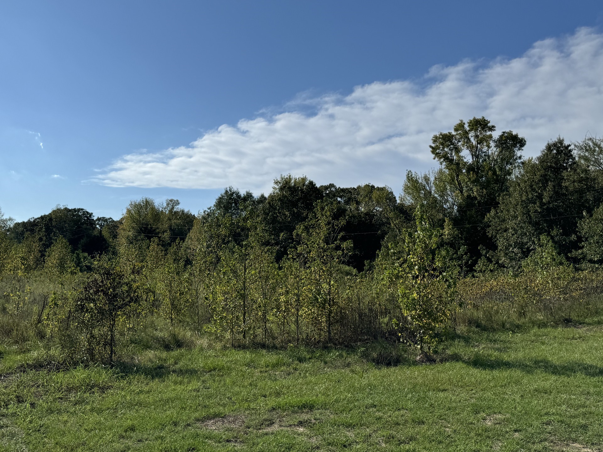 Tbd Fm 195 Bagwell TX 75412