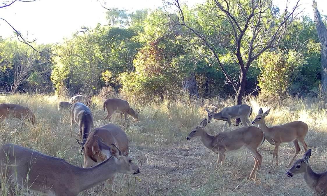 2115 North Neches Coleman TX 76834
