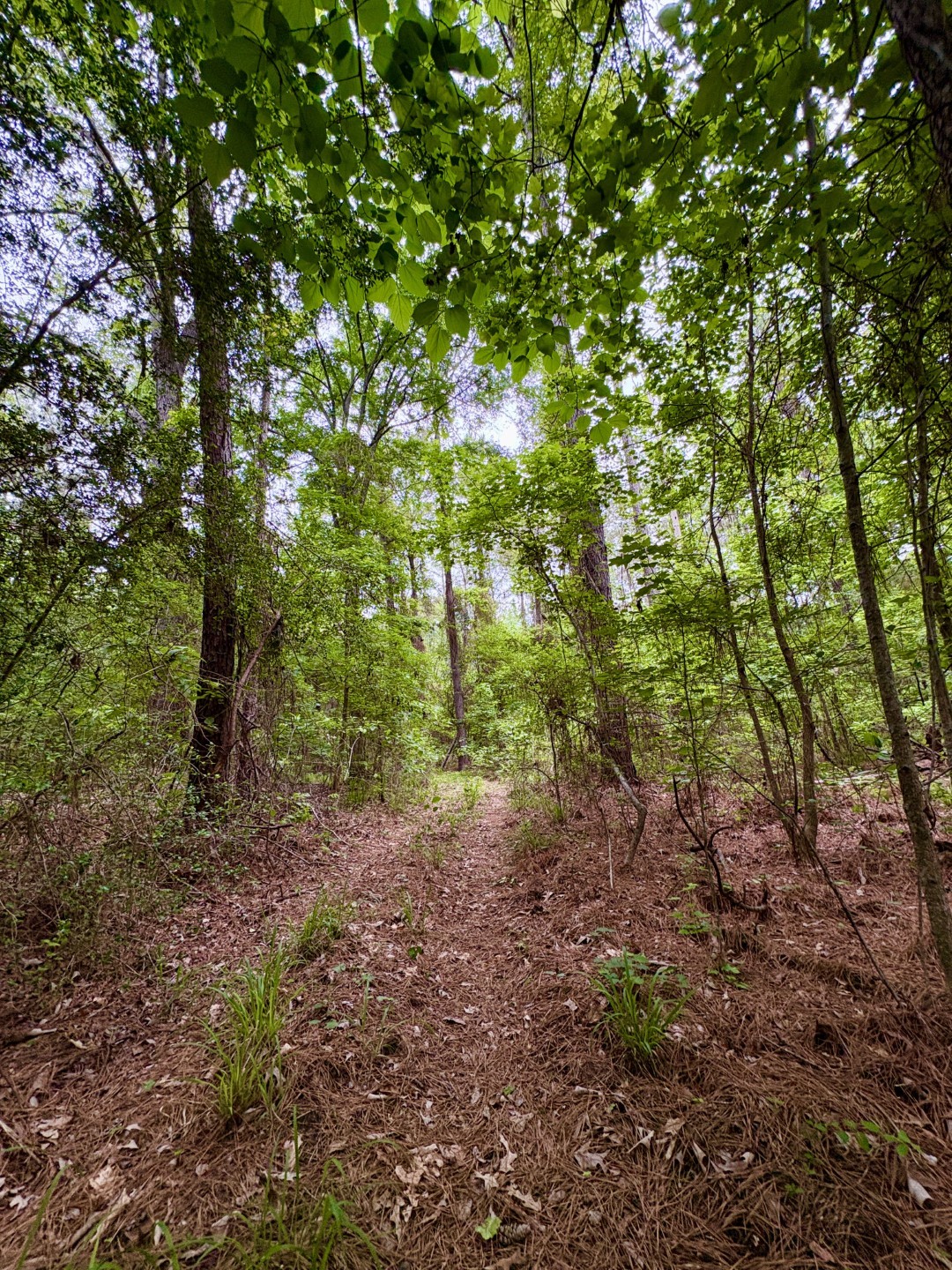 Tbd County Road 4504 Jacksonville TX 75766