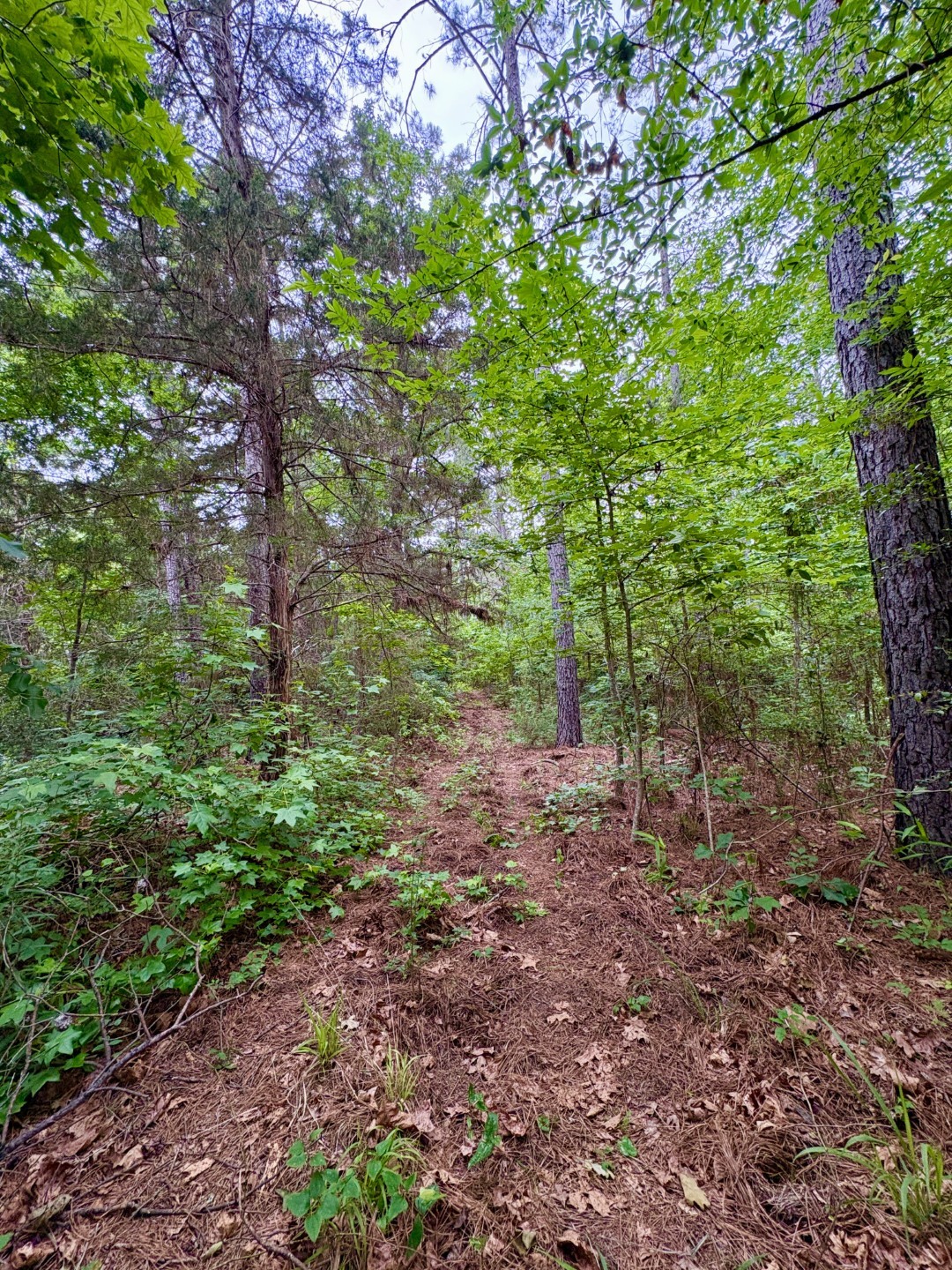 Tbd County Road 4504 Jacksonville TX 75766
