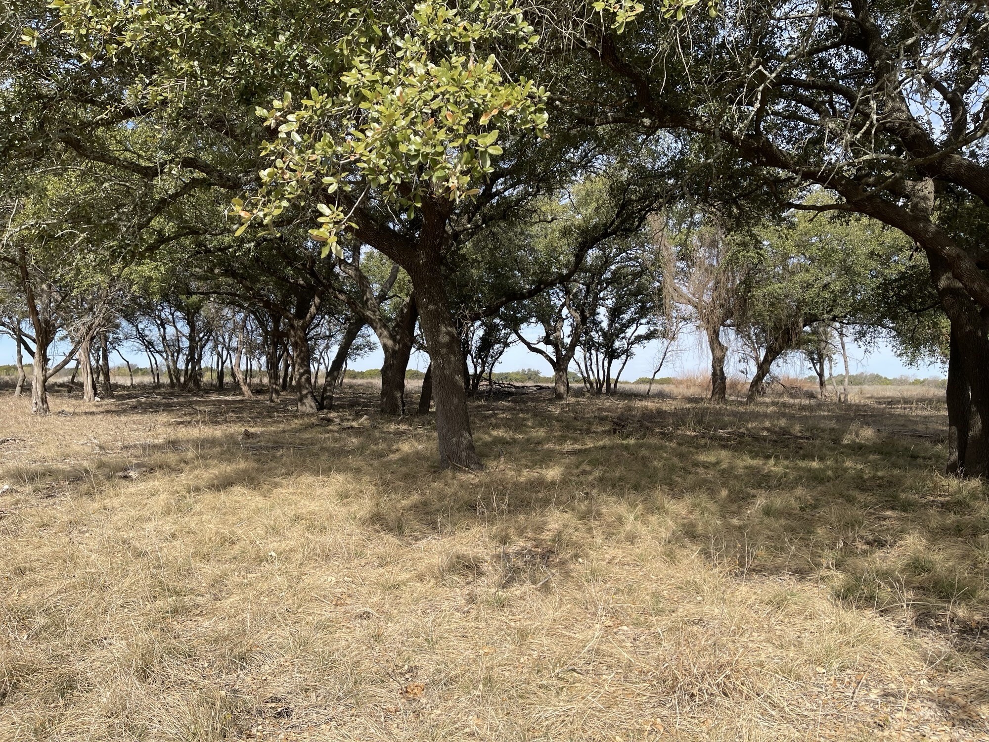 Lot 11 Fm 1690 Gatesville TX 76528